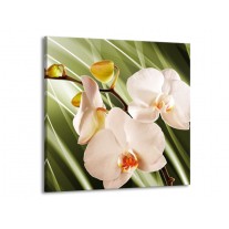 Glas schilderij Orchidee | Groen, Roze, Wit | 70x70cm 1Luik