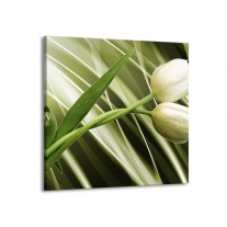 Glas schilderij Tulp | Grijs, Wit, Groen | 70x70cm 1Luik