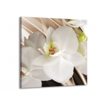 Glas schilderij Orchidee | Wit, Bruin | 50x50cm 1Luik