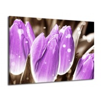 Glas schilderij Tulp | Paars, Grijs | 70x50cm 1Luik