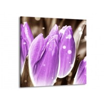 Glas schilderij Tulp | Paars, Grijs | 70x70cm 1Luik