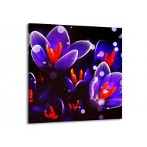 Glas schilderij Krokus | Oranje, Blauw, | 70x70cm 1Luik