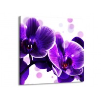 Glas schilderij Orchidee | Blauw, Wit | 70x70cm 1Luik