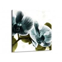 Glas schilderij Orchidee | Blauw, Groen | 50x50cm 1Luik
