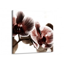 Glas schilderij Orchidee | Bruin, Wit | 50x50cm 1Luik
