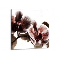 Glas schilderij Orchidee | Bruin, Wit | 70x70cm 1Luik