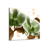 Glas schilderij Orchidee | Groen, Bruin | 70x70cm 1Luik