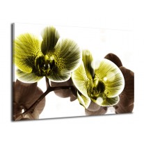 Glas schilderij Orchidee | Geel, Grijs | 70x50cm 1Luik