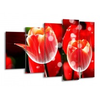 Glas schilderij Tulp | Rood, Wit | 150x100cm 5Luik