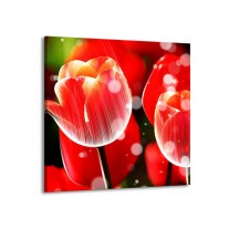 Glas schilderij Tulp | Rood, Wit | 70x70cm 1Luik
