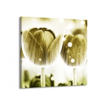 Glas schilderij Tulp | Geel, Wit | 50x50cm 1Luik