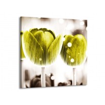 Glas schilderij Tulp | Geel, Wit | 70x70cm 1Luik