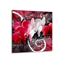 Glas schilderij Orchidee | Roze, Wit, Zwart | 50x50cm 1Luik