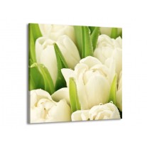 Glas schilderij Tulpen | Wit, Groen | 50x50cm 1Luik