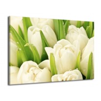 Glas schilderij Tulpen | Wit, Groen | 70x50cm 1Luik