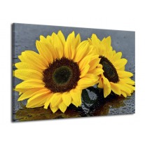 Glas schilderij Zonnebloem | Geel, Zwart | 70x50cm 1Luik