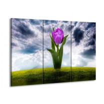 Glas schilderij Tulp | Grijs, Paars | 90x60cm 3Luik