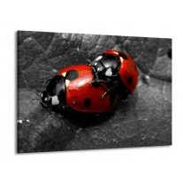 Glas schilderij Lieveheersbeestje | Rood, Zwart, Grijs | 100x70cm 1Luik