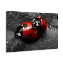 Canvas schilderij Lieveheersbeestje | Rood, Zwart, Grijs | 90x60cm 3Luik