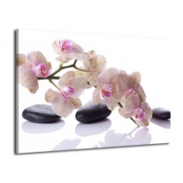Glas schilderij Orchidee | Wit, Zwart, Roze | 70x50cm 1Luik