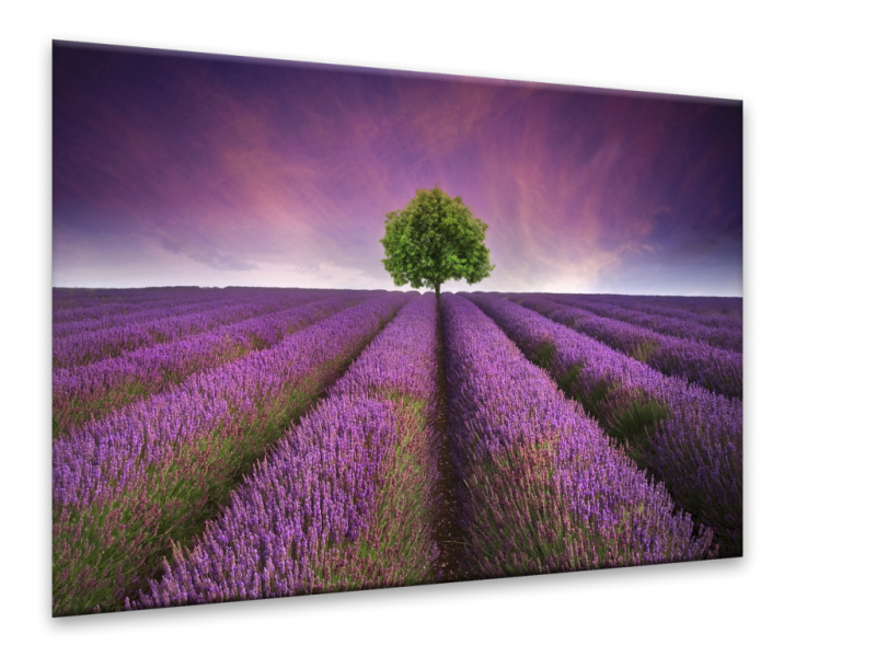 Glasschilderij Lavendel, Landelijk | Paars, Blauw, Groen | 100x70cm 1Luik