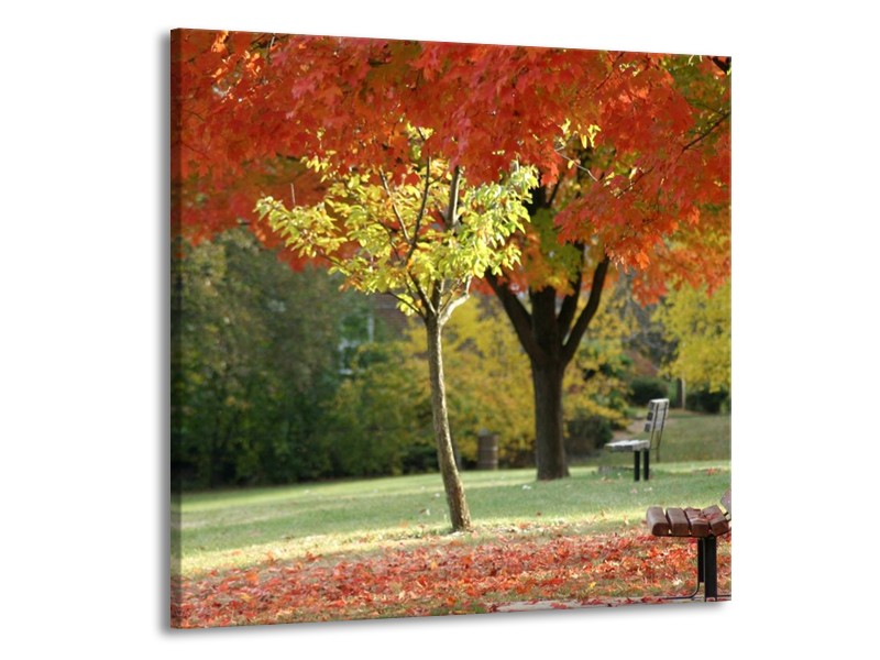 Glas schilderij Park | Oranje, Geel, Groen | 50x50cm 1Luik
