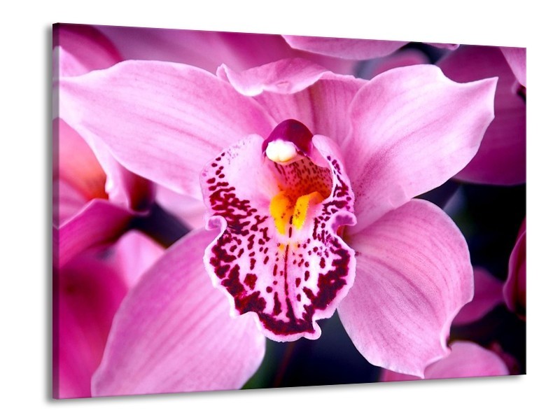 Canvas schilderij Orchidee | Paars, Rood, Wit | 100x70cm 1Luik