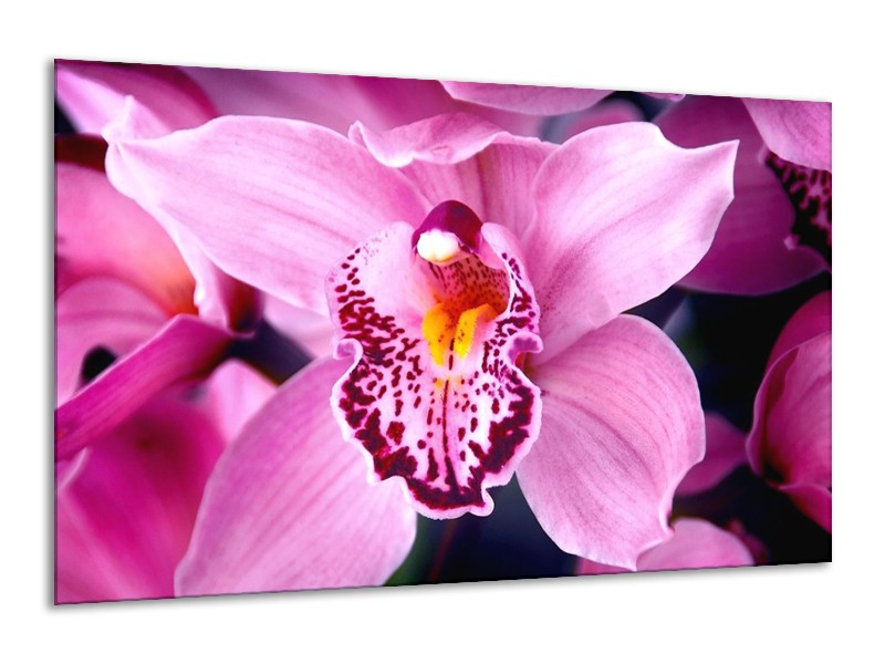 Canvas schilderij Orchidee | Paars, Rood, Wit | 120x70cm 1Luik
