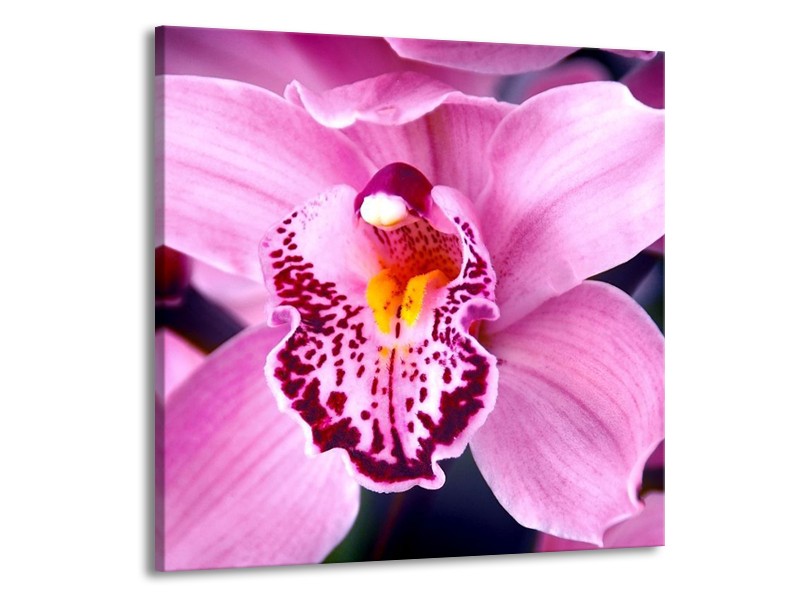 Canvas schilderij Orchidee | Paars, Rood, Wit | 70x70cm 1Luik