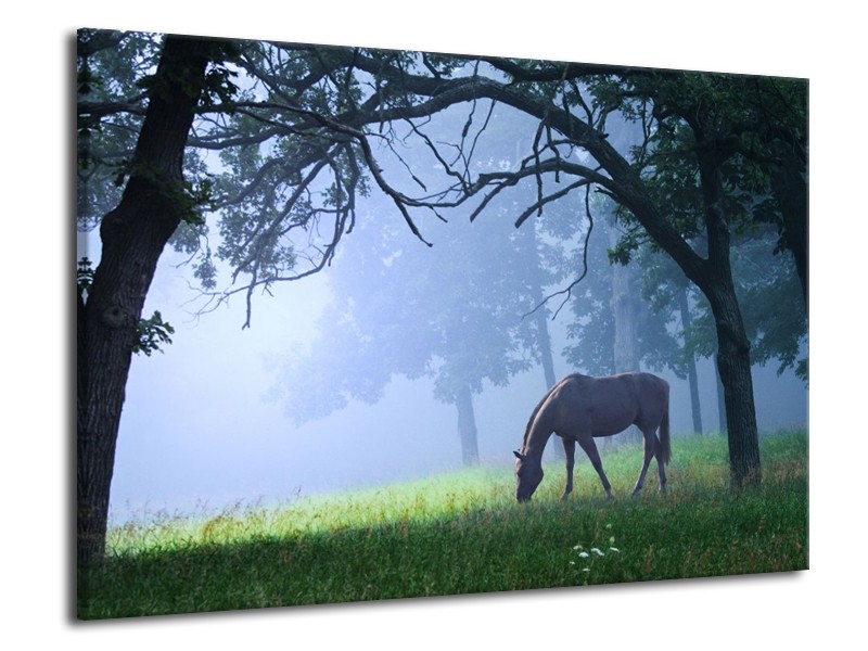 Canvas schilderij Paard | Grijs, Groen, Zwart | 70x50cm 1Luik