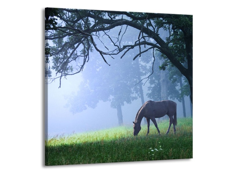 Canvas schilderij Paard | Grijs, Groen, Zwart | 70x70cm 1Luik