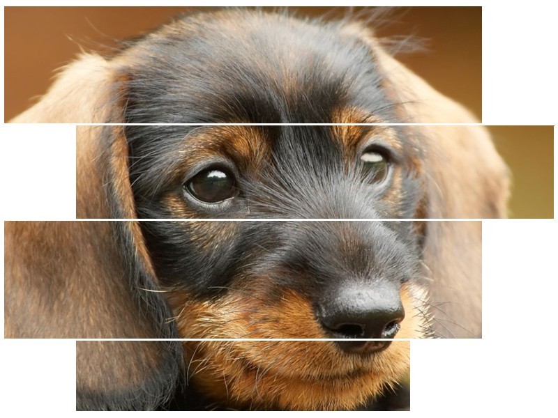 Canvas schilderij Hond | Grijs, Zwart, Bruin | 115x85cm 4Luik