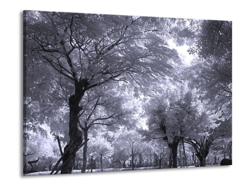 Glas schilderij Bomen | Wit, Zwart, Grijs | 100x70cm 1Luik