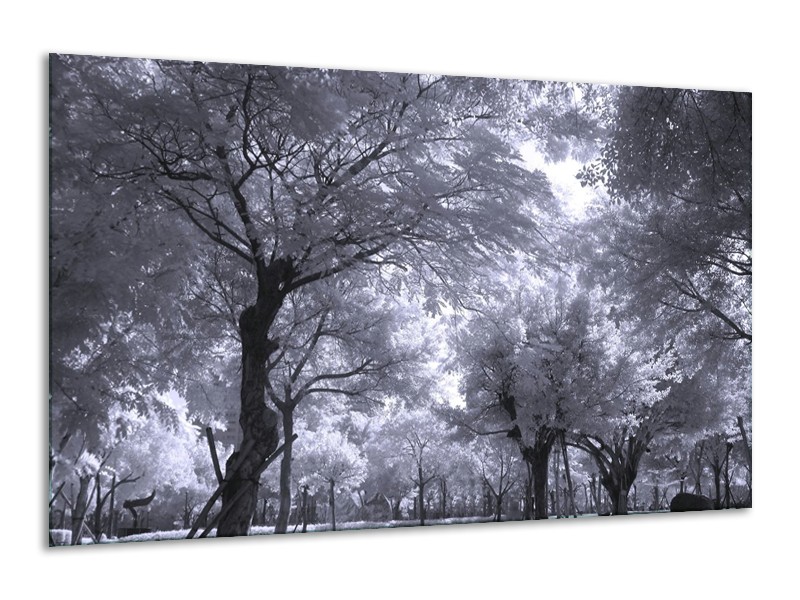 Glas schilderij Bomen | Wit, Zwart, Grijs | 120x70cm 1Luik