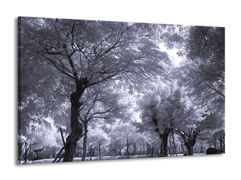 Glas schilderij Bomen | Wit, Zwart, Grijs | 140x90cm 1Luik