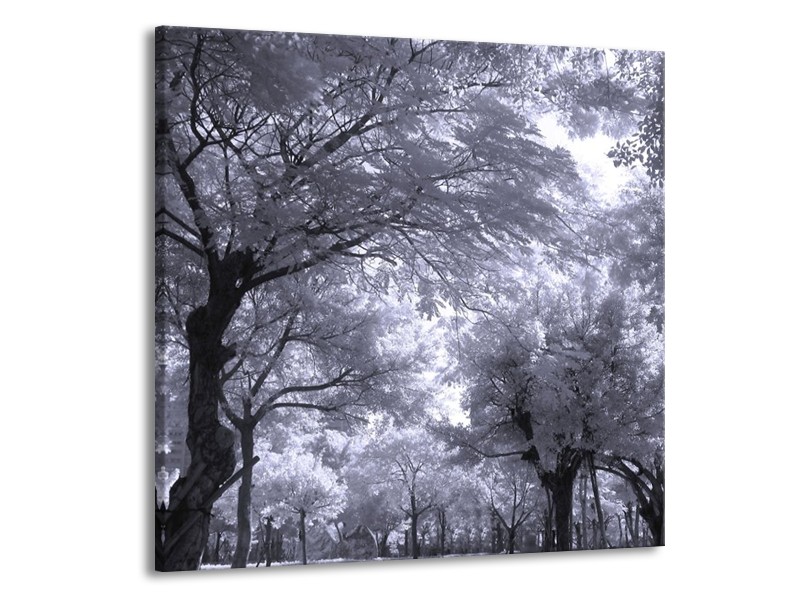 Glas schilderij Bomen | Wit, Zwart, Grijs | 50x50cm 1Luik