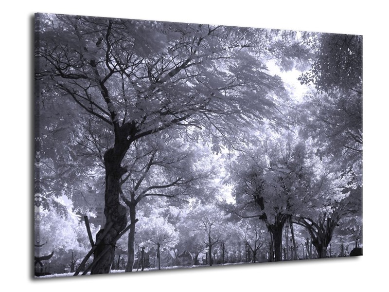Glas schilderij Bomen | Wit, Zwart, Grijs | 70x50cm 1Luik