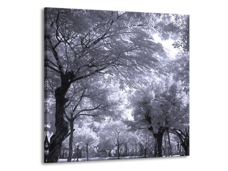 Glas schilderij Bomen | Wit, Zwart, Grijs | 70x70cm 1Luik
