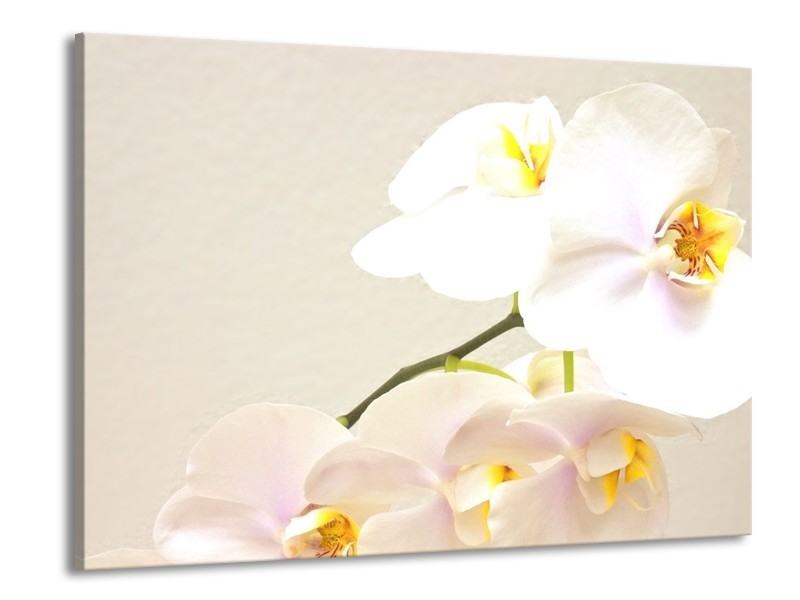 Canvas schilderij Orchidee | Crème, Wit, Geel | 100x70cm 1Luik