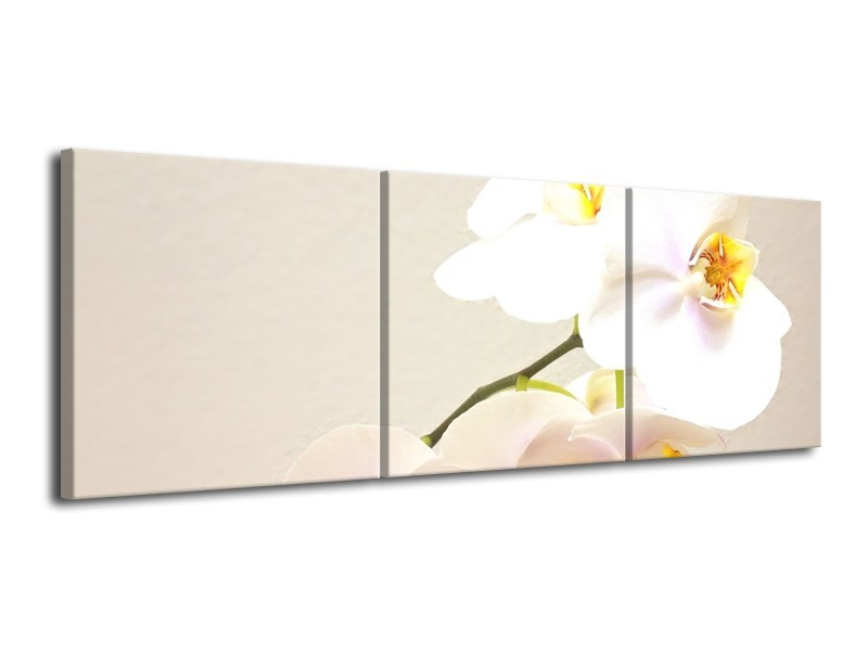 Canvas schilderij Orchidee | Crème, Wit, Geel | 120x40cm 3Luik
