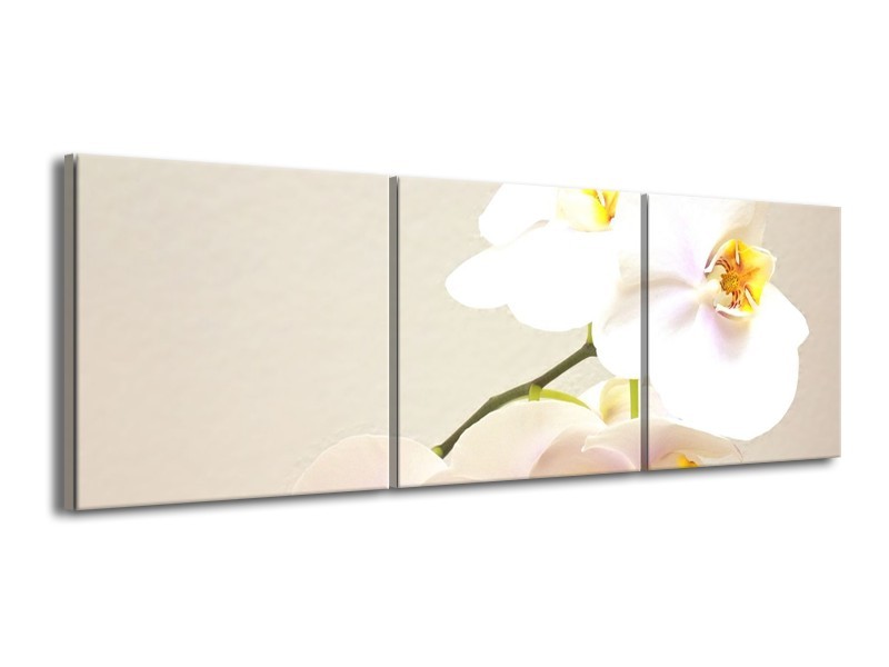 Glas schilderij Orchidee | Crème, Wit, Geel | 150x50cm 3Luik