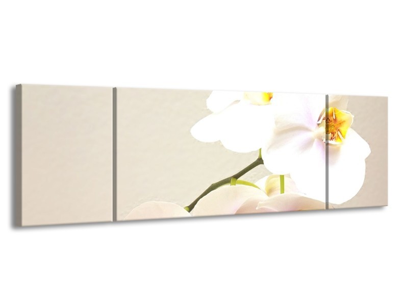 Glas schilderij Orchidee | Crème, Wit, Geel | 170x50cm 3Luik