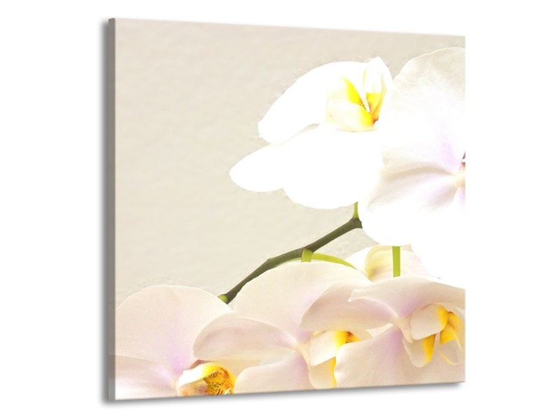 Canvas schilderij Orchidee | Crème, Wit, Geel | 50x50cm 1Luik