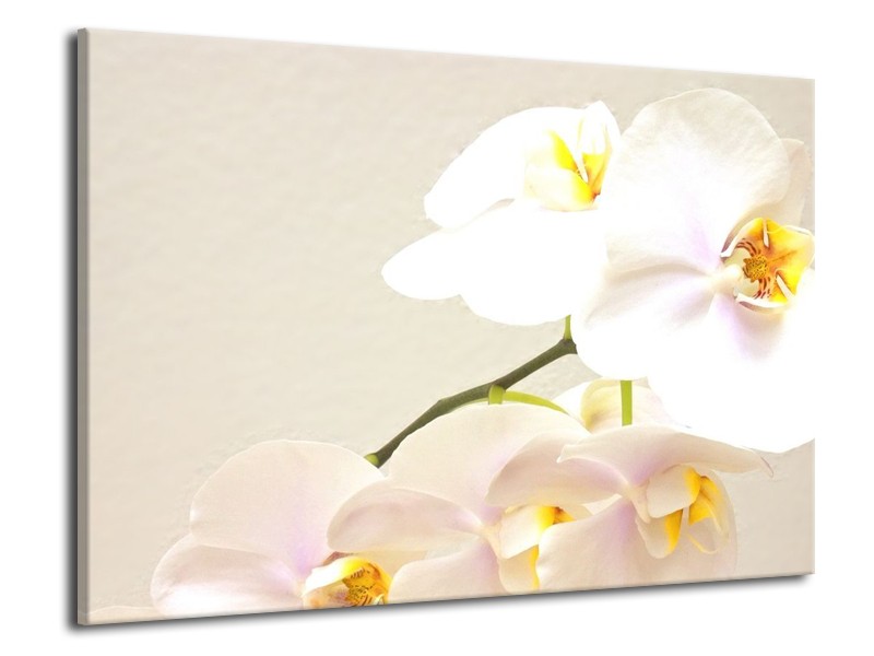 Canvas schilderij Orchidee | Crème, Wit, Geel | 70x50cm 1Luik