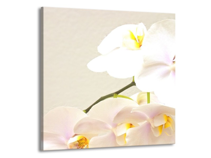 Canvas schilderij Orchidee | Crème, Wit, Geel | 70x70cm 1Luik