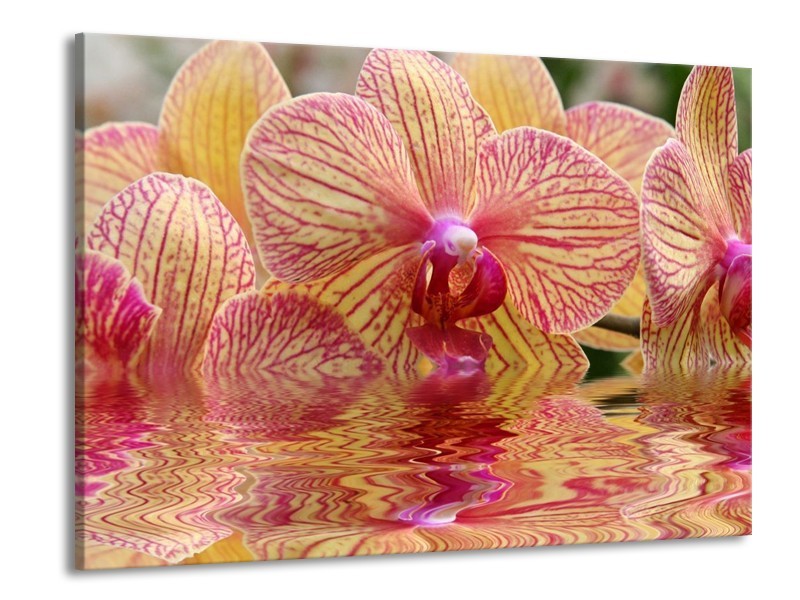 Canvas schilderij Orchidee | Geel, Rood, Wit | 100x70cm 1Luik
