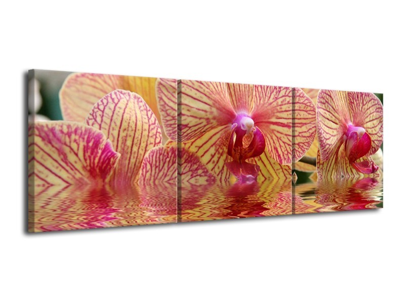 Canvas schilderij Orchidee | Geel, Rood, Wit | 120x40cm 3Luik