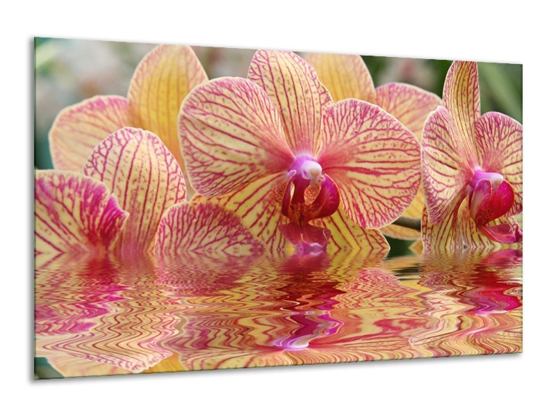 Glas schilderij Orchidee | Geel, Rood, Wit | 120x70cm 1Luik