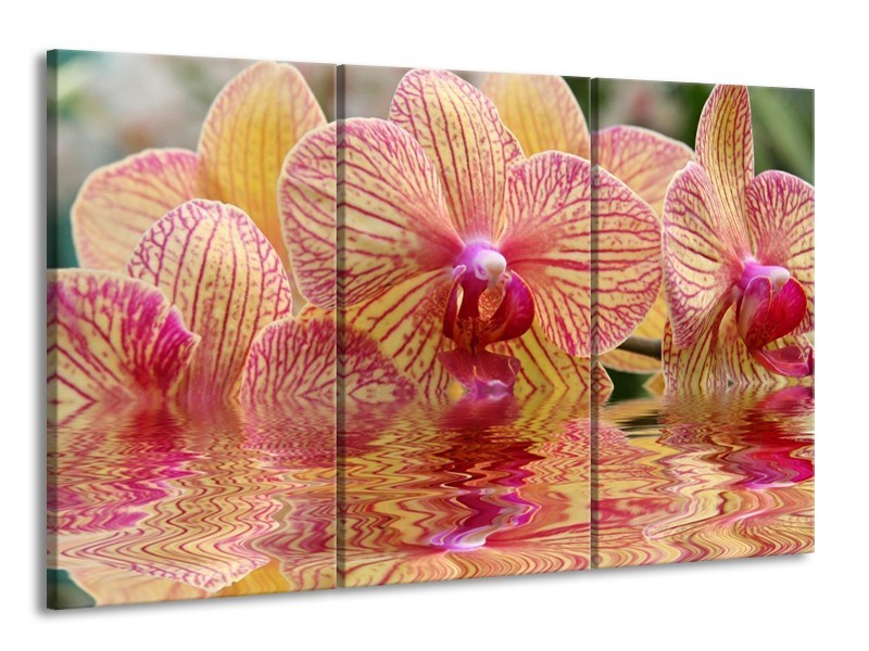 Canvas schilderij Orchidee | Geel, Rood, Wit | 165x100cm 3Luik