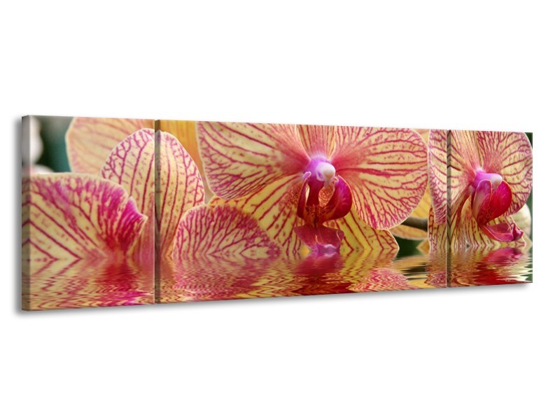 Canvas schilderij Orchidee | Geel, Rood, Wit | 170x50cm 3Luik